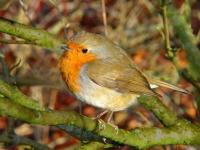 Winter Robin by Christina Bentley